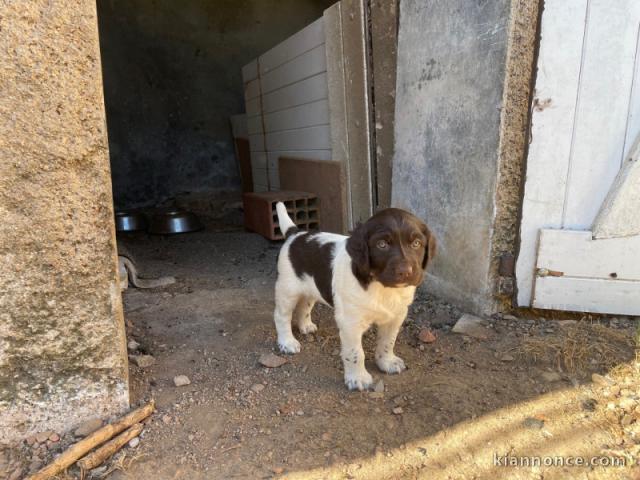 Magnifique petit chiots à adopter très adorables