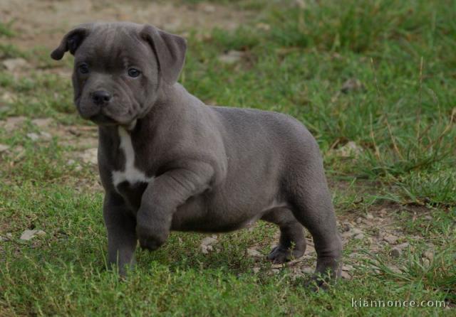 Chiots Staffordshire Bull Terrier LOF a donner