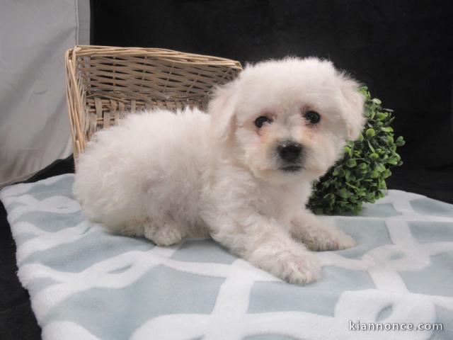 chiot Bichon frisé a donner