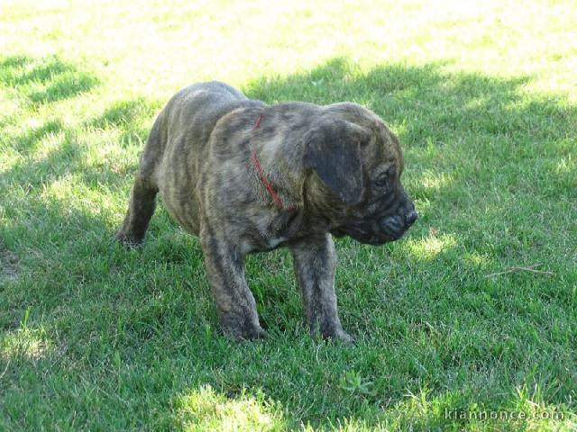 chiots bullmastiff lof a donner