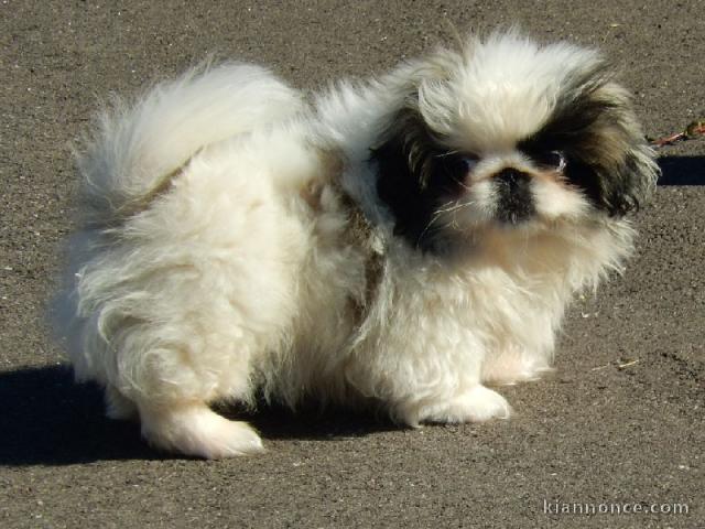 magnifique chiot pekinois lof