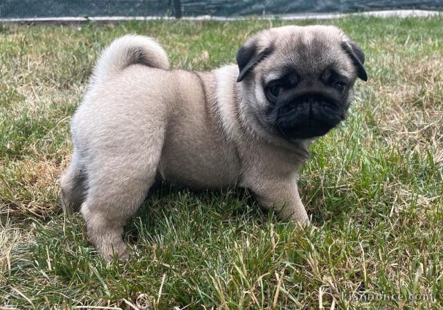 chiots carlin  LOF a donner