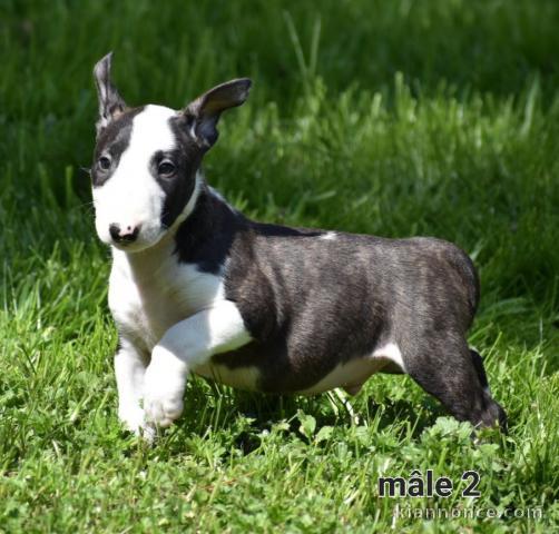 Chiot Bull Terrier a donner