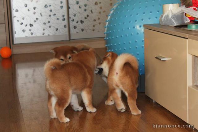 chiot Shiba inu a donner