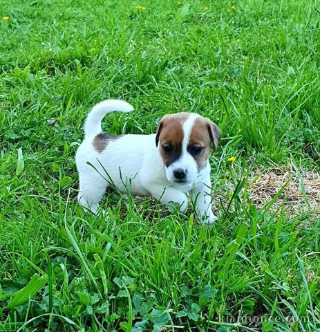 Chiot jack russell a donner