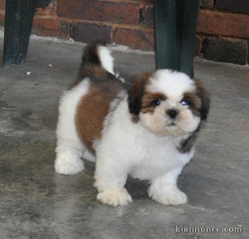 chiot Shih Tzu a donner