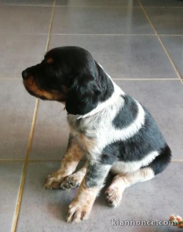 Chiot epagneul breton a donner