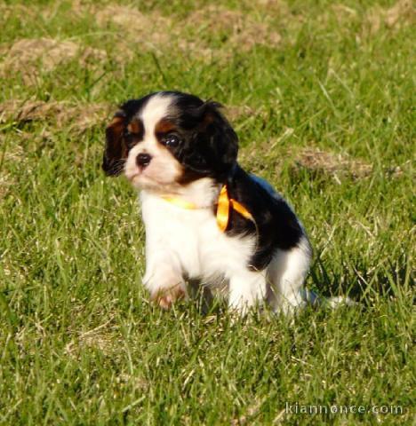 Chiots Cavaliers King Charles a donner