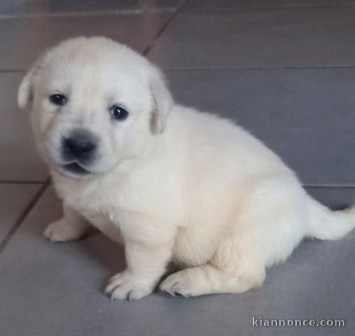 Chiots labradors a donner