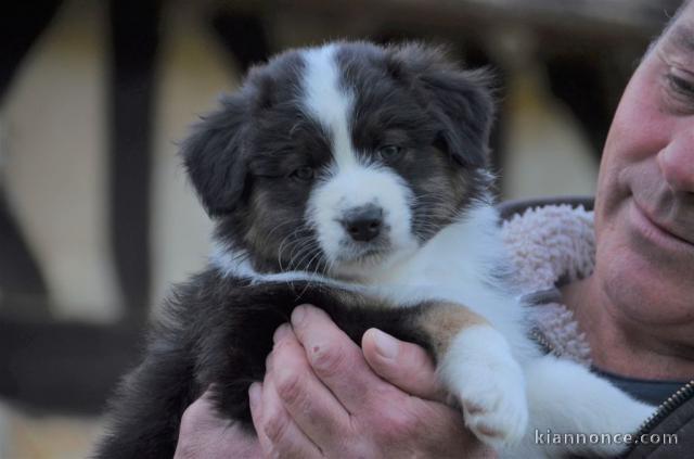 chiot berger australiens a donner