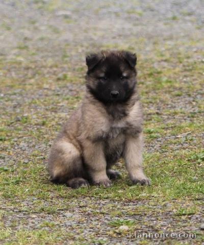 chiot berger belge  a donner