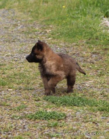 chiot berger belge  a donner