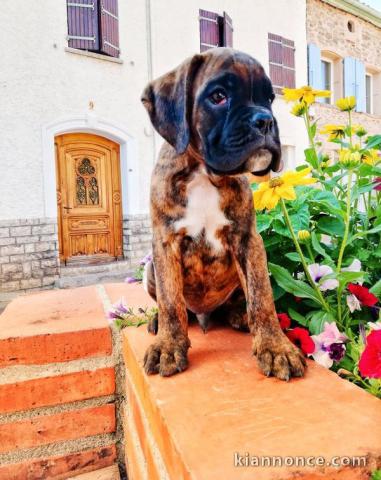 Adorable chiot Boxer a donner