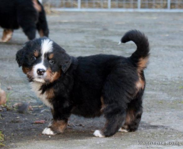 chiot bouvier bernois a donner