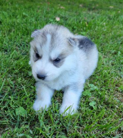 Chiot Siberian Husky lof a donner