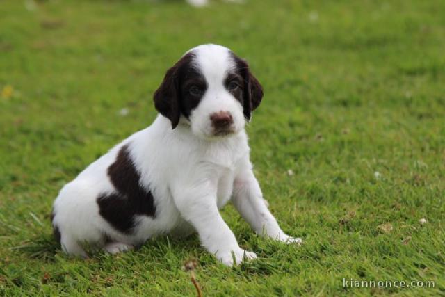 Chiot epagneul français a donner