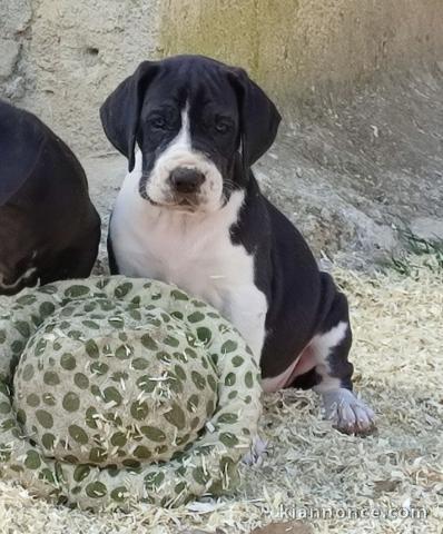 chiot dogue allemand a donner