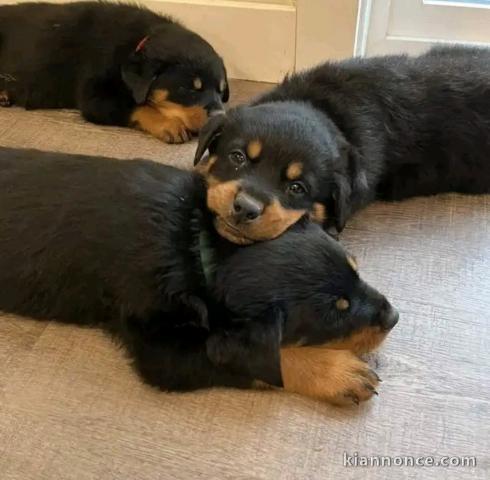 Rottweiler a donner contre bon soin 