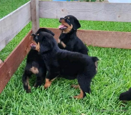 Magnifique chiot rottweiler à donner contre bon soin 