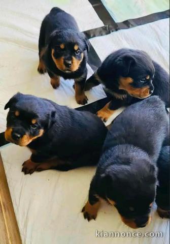 Magnifique chiot rottweiler à donner contre bon soin 