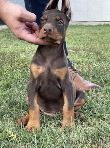 Doberman HAUT chiots à vendre