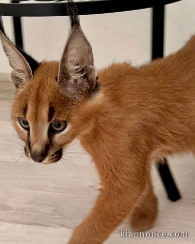 chaton caracal et caracat disponible