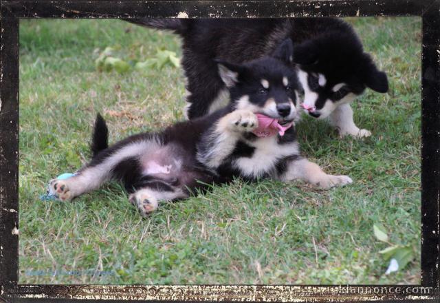 Adorables petit chiots malamutes à adopter très magnifiques 