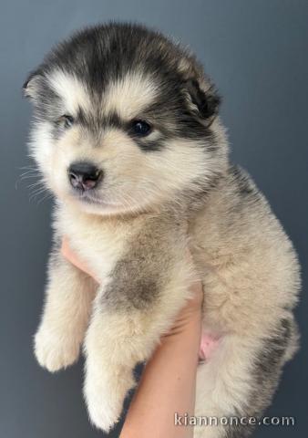 Adorables petit chiots malamutes à adopter très magnifiques 