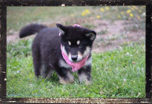 Adorables petit chiots malamutes à adopter très magnifiques 