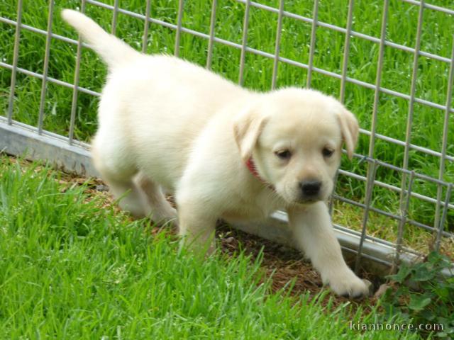 Chiots labradors a donner