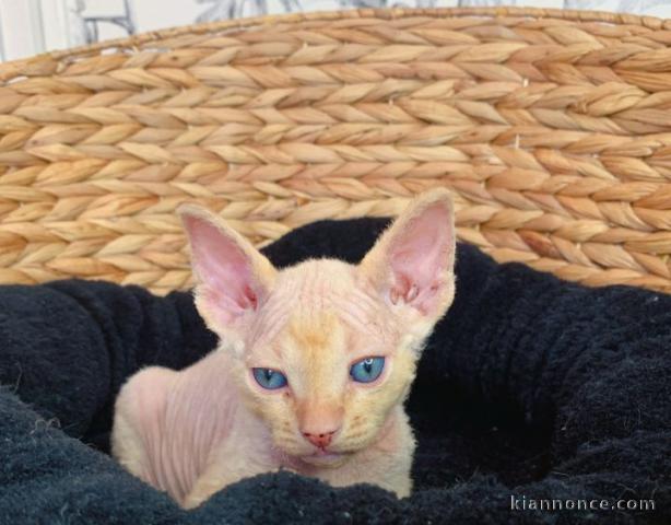 Chaton Sphynx a donner