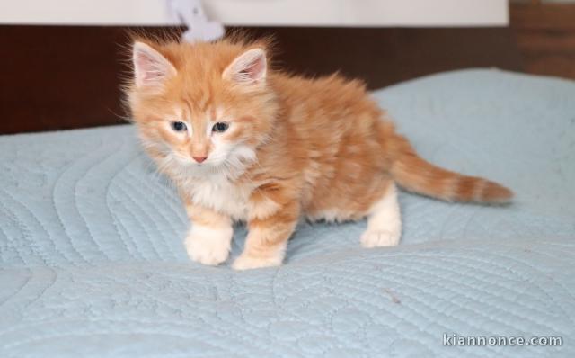 chaton Norvégien a donner