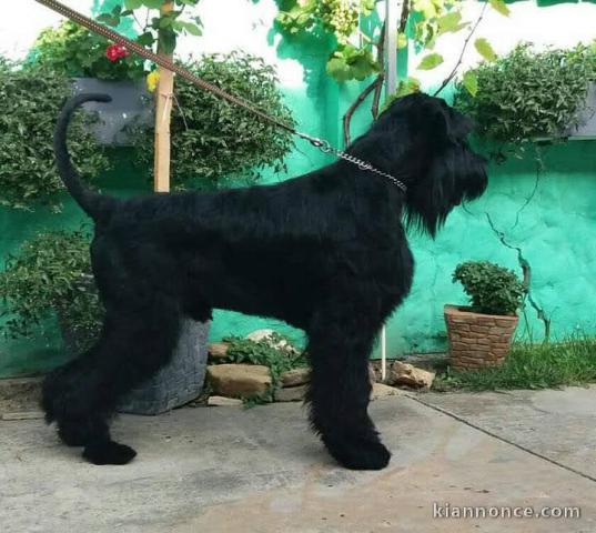 Schnauzer géant chien à vendre