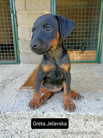 Terrier de chasse allemand chiots