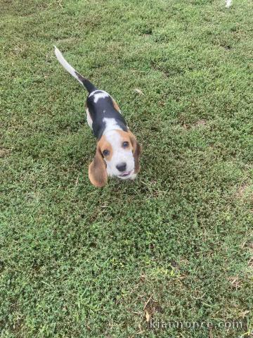 Beagle chiots à vendre