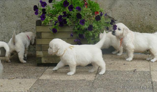 chiots golden retriever a donner