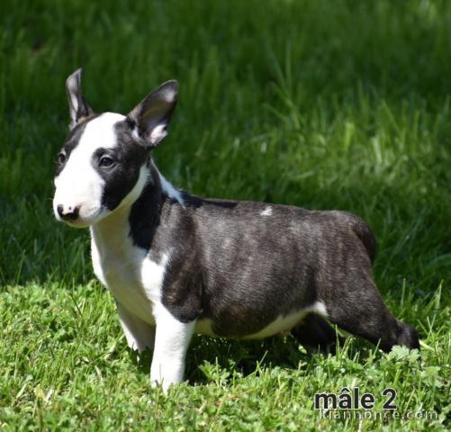 Chiot Bull Terrier a donner