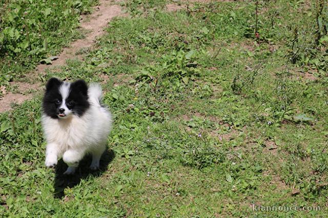 Adopté chiot spitz allemand femelle