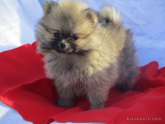 Adopté chiot spitz allemand femelle