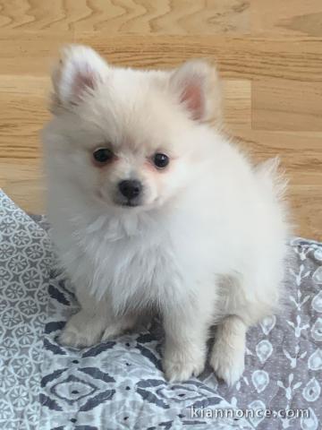 Adopté chiot spitz allemand femelle