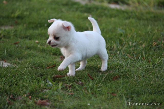 A donné chiot chihuahua beige/blanc femelle