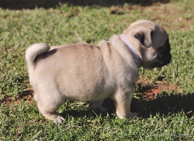 chiot carlin mâle à adopter