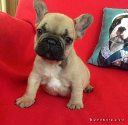 A donner chiot bouledogue français femelle