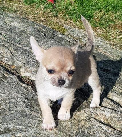 Je donnes chiot chihuahua femelle blanc chocolat