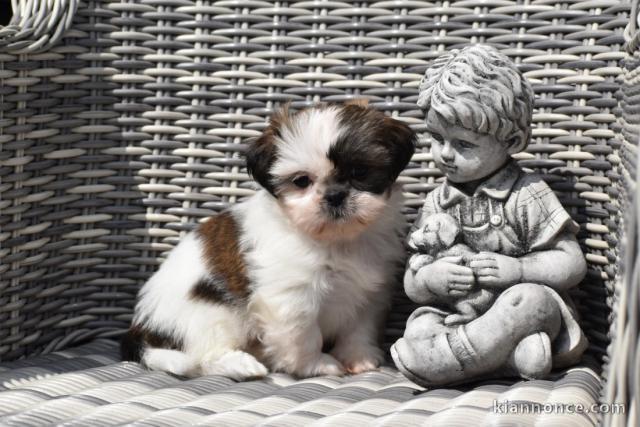 Donnes chiot shih tzu femelle non inscrit au lof