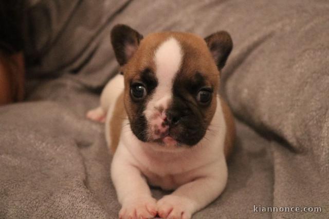 À donner chiot bouledogue français rouge fauve