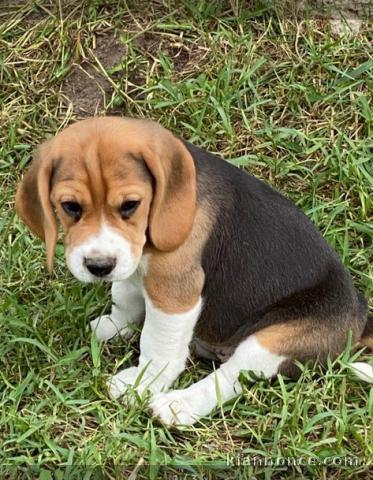 chiot Beagle a donner