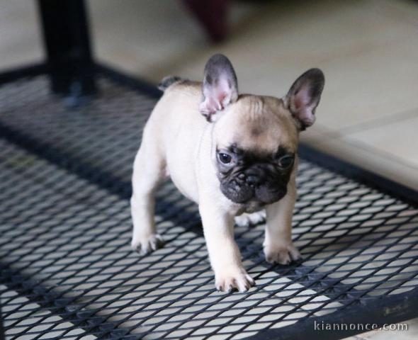 À donner chiot bouledogue français fauve/blanche