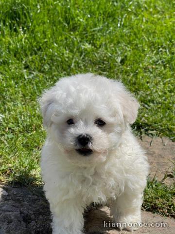 Chiot bébé bichon frisé femelle à donner non lof