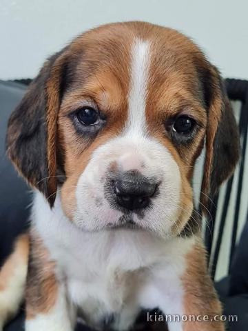 Magnifiques chiot chiot beagle a donner